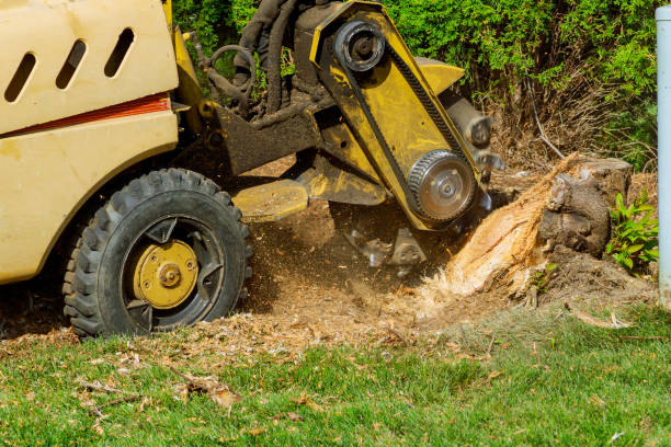 The Steps Involved in Our Tree Care Process in Biscoe, NC